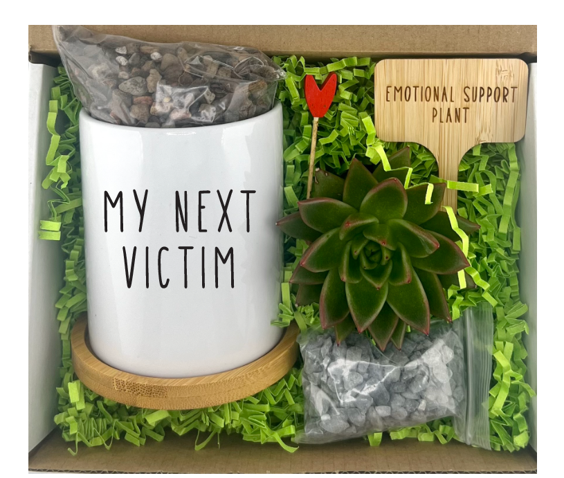 succulent plants nearby Buy Set of 4 Mixed Succulent Plants (assorted) Pack online from Nurserylive  at lowest price main image 1